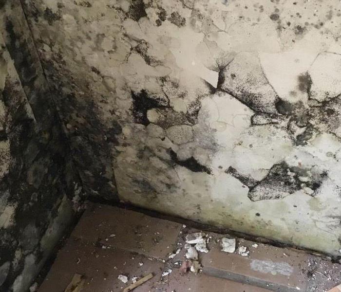 Corner of a home covered in mold. 