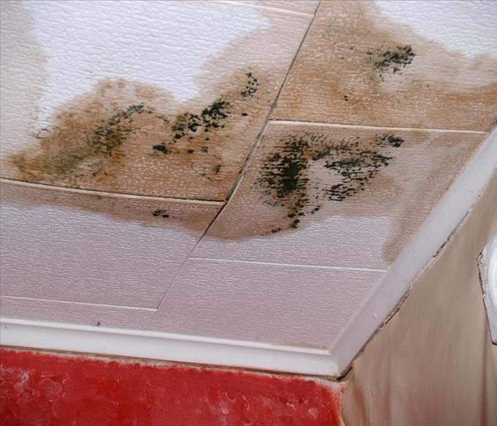 Ceiling with mold growth